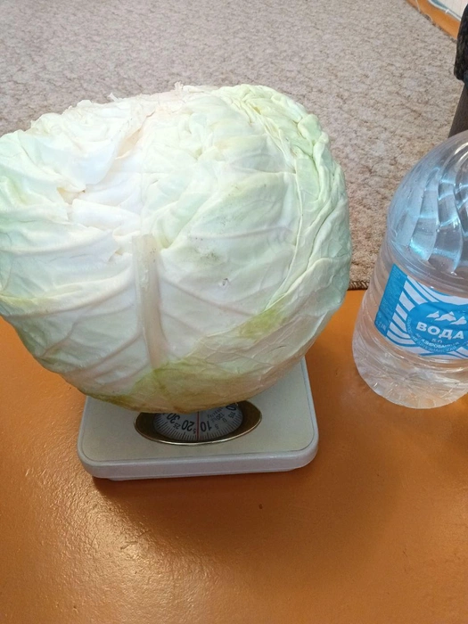 Вес капусты составил 14 килограммов | Источник: читатель НГС Петр