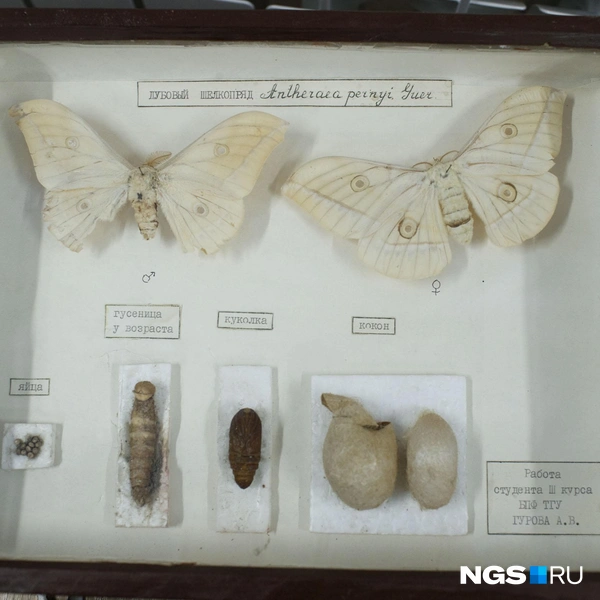 С 1980-х годов коллекция Михаила Рузского считалась утерянной  | Источник: Андрей Бортко / NGS.RU