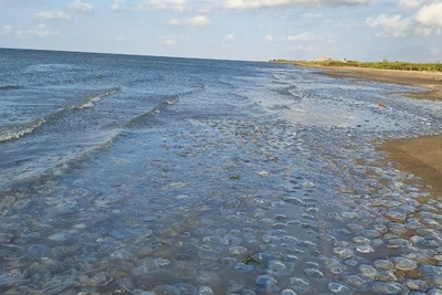 Ученые предложили делать крекеры из медуз Азовского моря