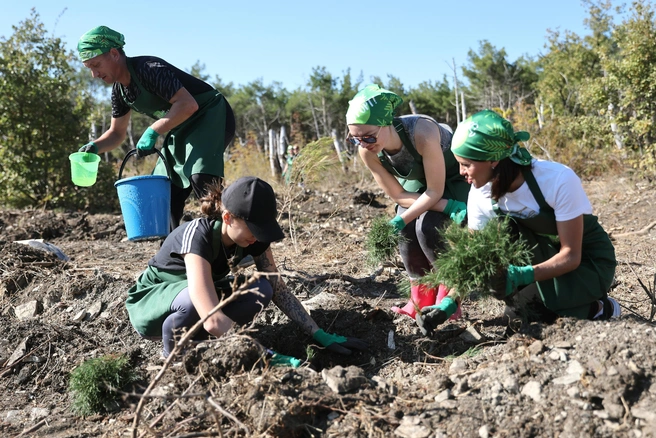 Высадка сосен прошла на площади три гектара | Источник: пресс-служба компании «Магнит»