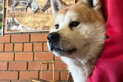 Пес акита-ину нашел приют в зоопарке, ждет хозяина