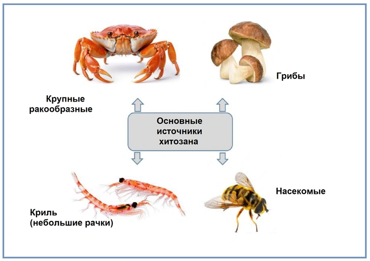 Спасительный панцирь: что такое хитозан и как он стал биополимером будущего