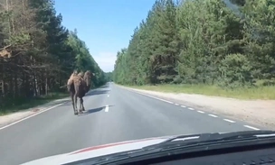 На трассе в Нижегородской области заметили верблюда Вадика. Он научился грудью ломать забор вольера и сбегать