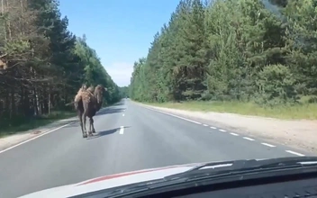 На трассе в Нижегородской области заметили верблюда Вадика. Он научился грудью ломать забор вольера и сбегать