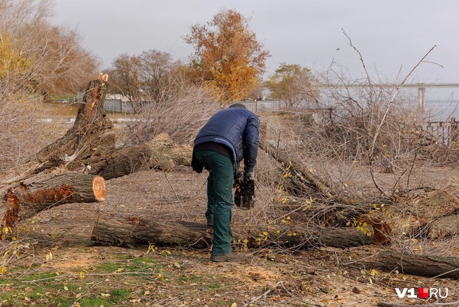 Работа с самими деревьями подходит к концу | Источник: Алексей Волхонский / V1.RU