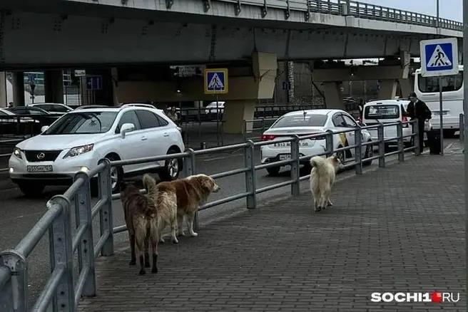 Стая бродячих собак напала на подростков на пляже в Сочи 