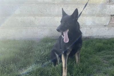 УМВД Астрахани бесплатно отдает выбракованных служебных собак