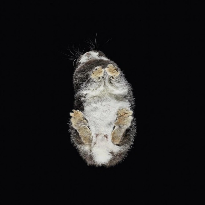 Кролики не так любят позировать как коты и собаки | Источник: underlook_project / Instagram.com (экстремистская организация, деятельность запрещена на территории РФ)