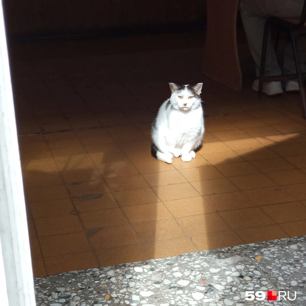 Круглый нижегородский котик | Источник: Вероника Свизева / 59.RU