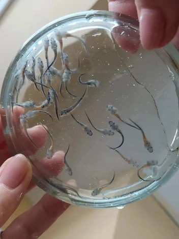 Так выглядят личинки осетров. Их так называют из-за слишком маленького размера | Источник: ферма «ДоброFish»