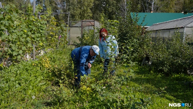 Для стланцевого сада дерево придется осторожно гнуть | Источник: Антон Дигаев / NGS.RU