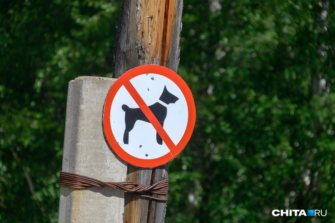 Самым ярым зоозащитникам может потребоваться защита в суде | Источник: Олег Фёдоров / CHITA.RU