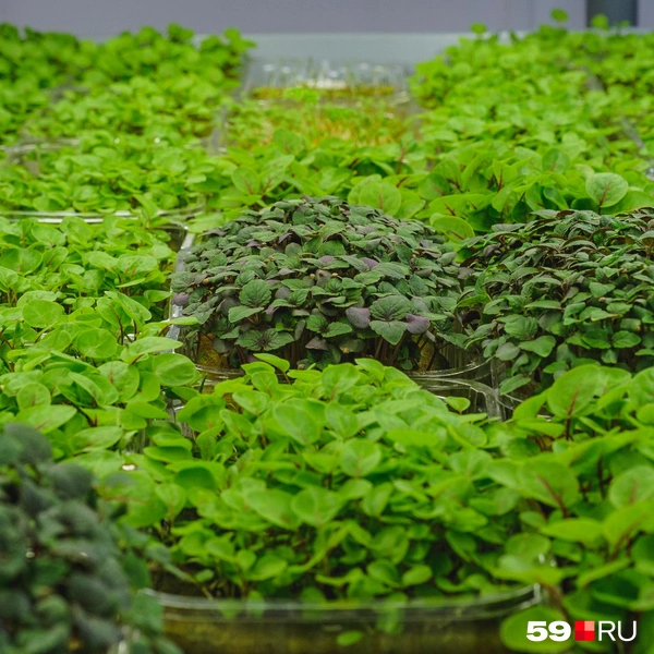 Зеленый и фиолетовый базилик | Источник: Тимофей Калмаков / 59.RU