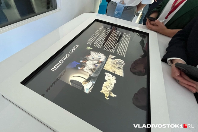 Источник: Елена Буйвол / VLADIVOSTOK1.RU