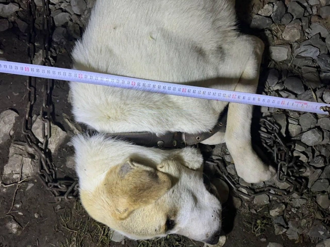 Собаку усыпили | Источник: ЧП Сочи /telegram