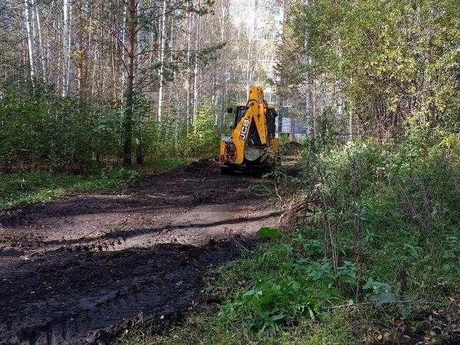 Работы в лесу проводились днем | Источник: читатель 74.RU