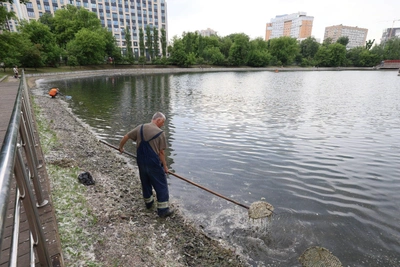 Тополиный пух завалил Москву: рабочие чистят пруды