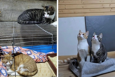 People Played and Abandoned Them: Adorable Inseparable Cats Freeze in Arkhangelsk