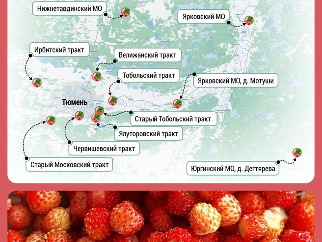 Источник: Дмитрий Гладышев / 72.RU 