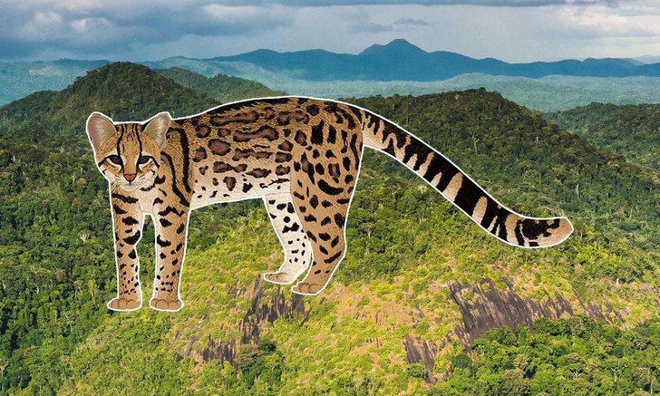 Дымчатая тигровая: посмотрите на новый вид кошек, который недавно открыли зоологи