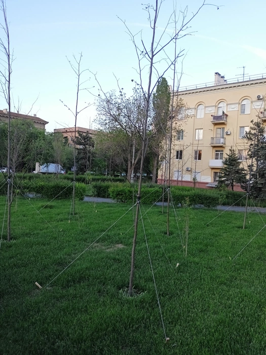 То, что должно быть благоустроенным сквером, сейчас напоминает кладбище | Источник: читатели V1.RU
