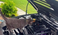 Самые смешные и важные коты-автомеханики (16 фото)