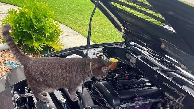 Самые смешные и важные коты-автомеханики (16 фото)