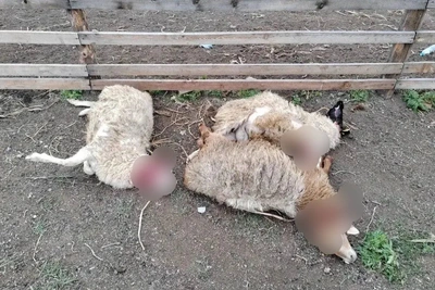 Собаки загрызли овец в Колочном-1