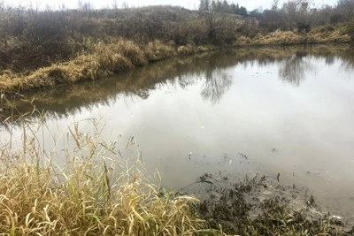 Возбуждено дело из-за загрязнения реки Пекши
