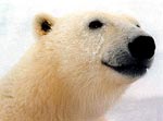 Чем Арктика обязана медведям?