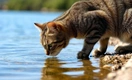 Почему кошки спокойно пьют морскую воду, а человек от нее может умереть