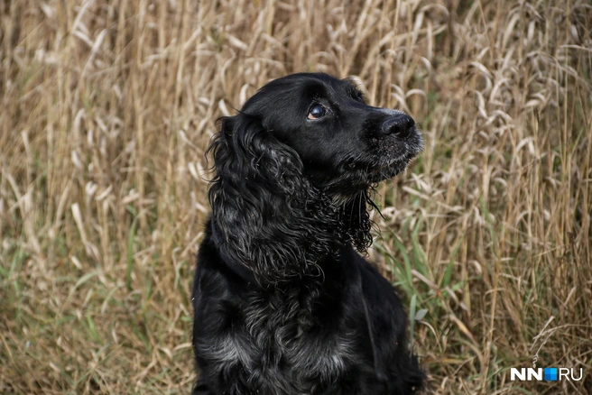 На изверга за убийство собаки завели уголовку | Источник: Наталья Бурухина / NN.RU