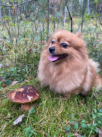 «Выбралась в лес на Чусовском и вот всё, что мы с Шерри нашли», — написала Вера | Источник: «Уральский ЯжеГрибник» / Vk.com