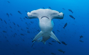 Почему у акулы-молота такая странная голова?