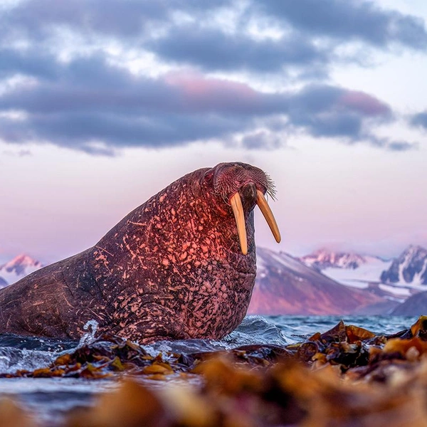 Источник: Irene Amiet / Fine Art Photography Awards 2025