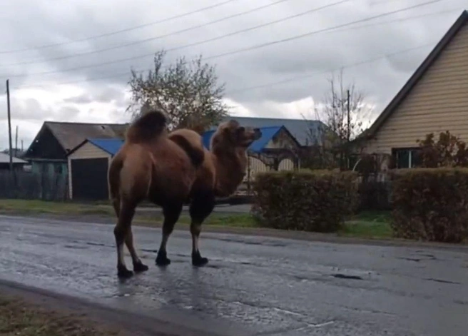Так верблюд смотрелся на фоне местных пейзажей | Источник: Каменские новости