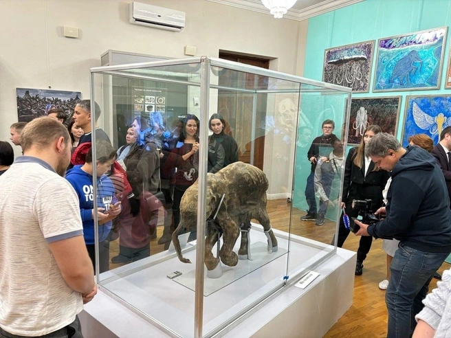 Впервые мамонтенка привезли в Башкирию в 2024 году | Источник: Национальный музей Республики Башкортостан