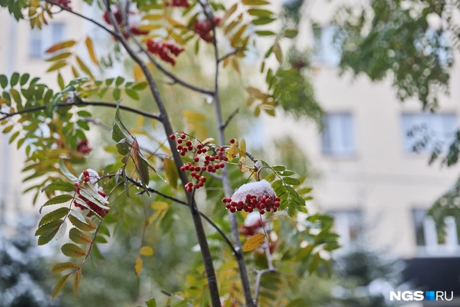 Снег в ближайшие дни не растает | Источник: Александр Ощепков / NGS.RU