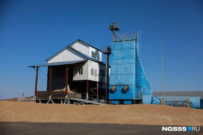 Зерно нового урожая. Куда его девать&nbsp;— пока непонятно | Источник: Евгений Софийчук / NGS55.RU 