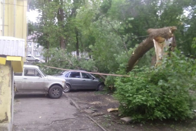 Случаи падения деревьев участились из-за непогоды | 63.ru