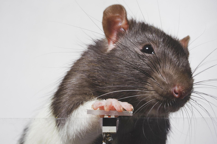6 крысиных селфи, которые могут кое-что рассказать нам о нас самих