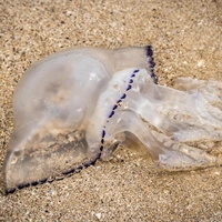 Будем солить медуз: в России хотят начать промышленный вылов стрекающих из Черного и Азовского морей