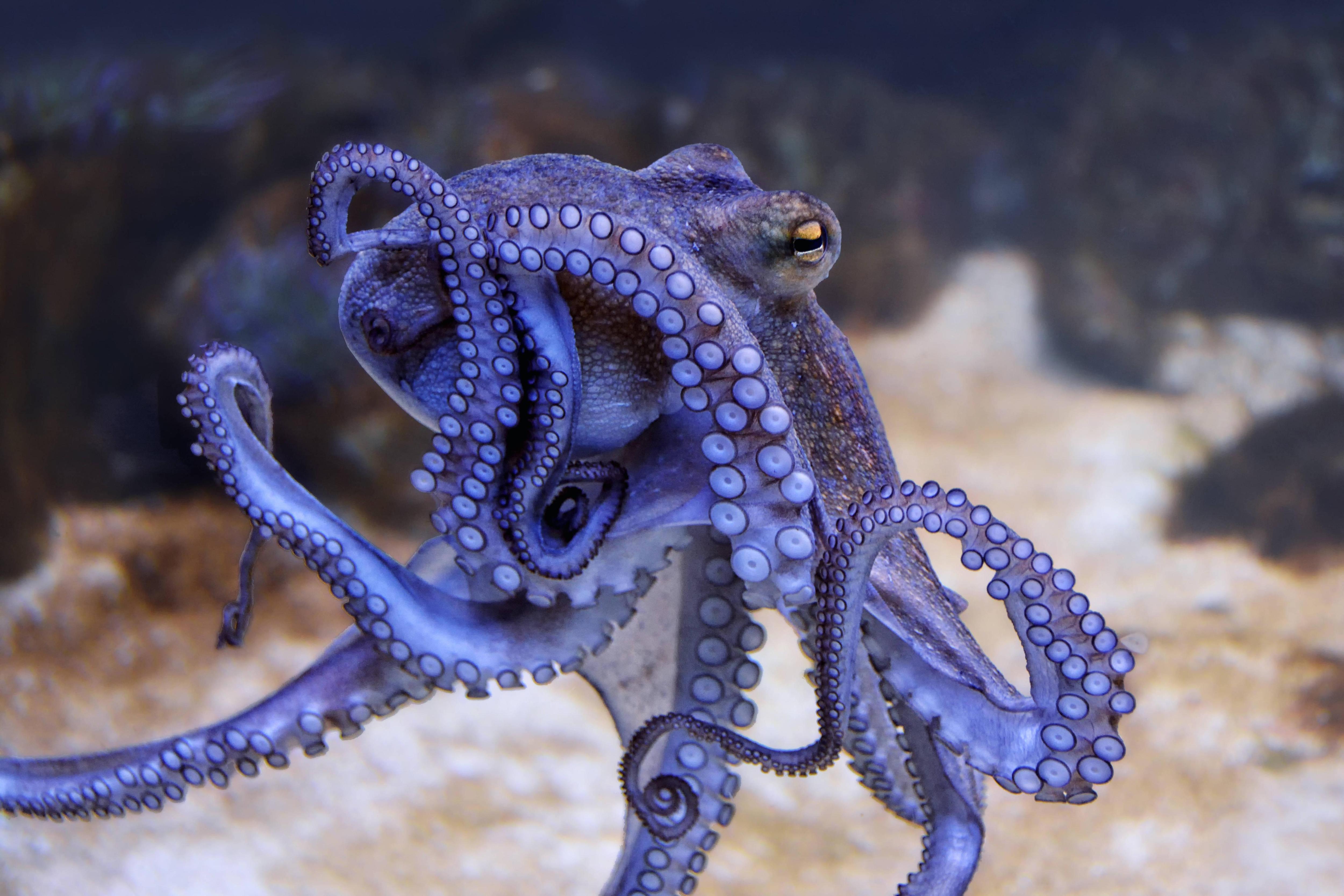 Историю осьминога. Синекольчатый осьминог. Карликовый осьминог. Голубой кольчатый осьминог. Осьминог Vitreledonella Richardi.