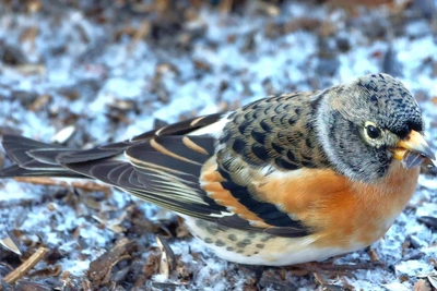 В Волжском заметили дружелюбного вьюрка-юрка