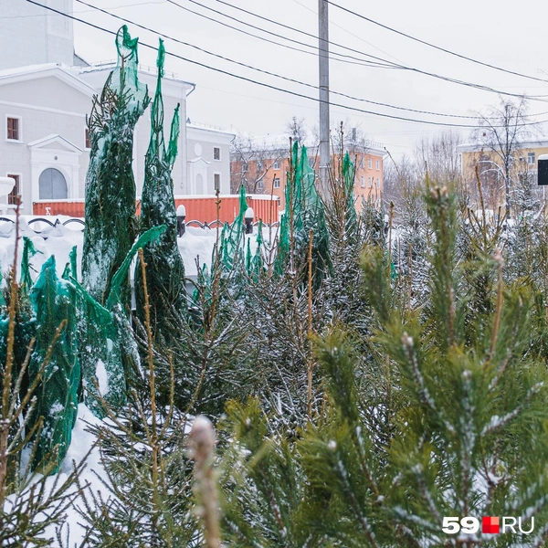 Импровизированный базар работает рядом с остановкой | Источник: Тимофей Калмаков / 59.RU