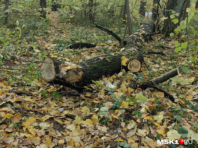 Спиленные деревья в Томилинском лесу | Источник: Дмитрий Бондарев / MSK1.RU