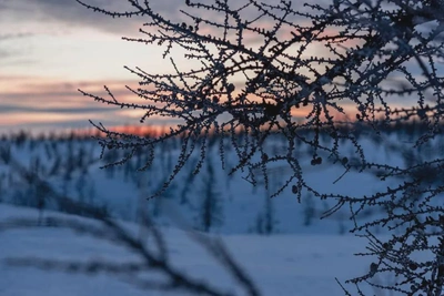На Ямале сохраняются аномальные морозы