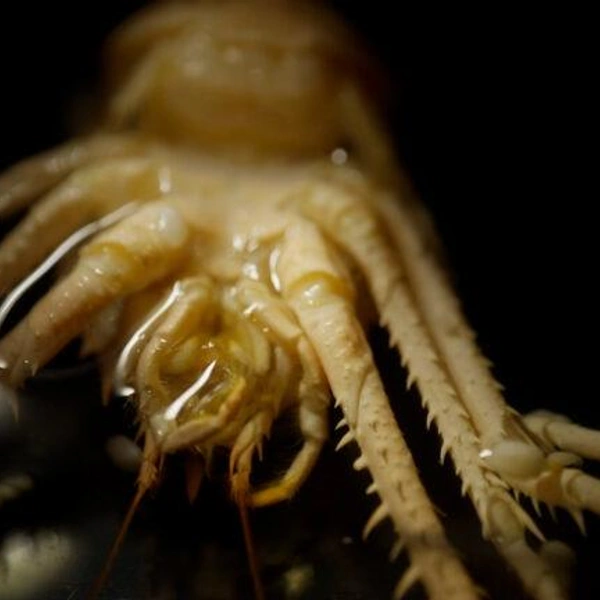 Японские океанологи открыли 38 новых живых существ. Посмотрите, кто обитает в Нанкайском желобе