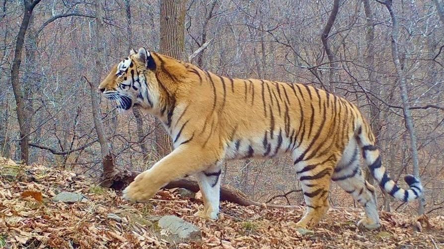 Погибли корова, лошадь и собака. Хищники опять вышли к людям в Приморье — видео