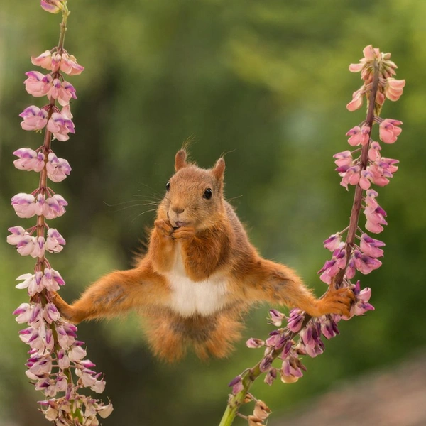Источник: Geert Weggen / Comedy Wildlife Photography Awards 2018